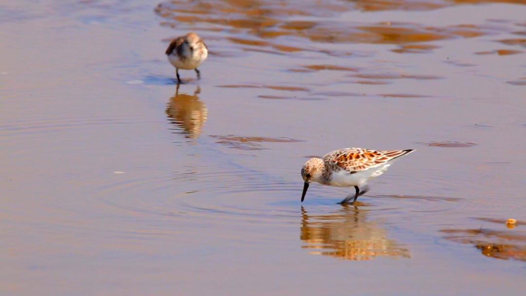 唐山灤南未來(lái)藍圖揭秘，最新規劃引領(lǐng)城市發(fā)展