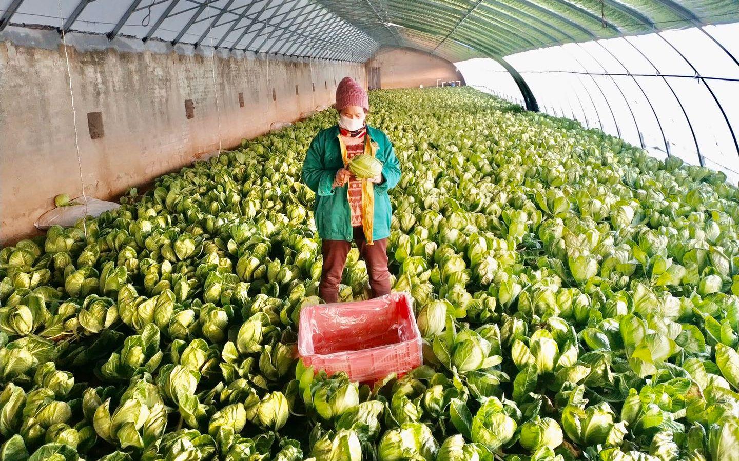 最新特菜品種，家的溫馨故事探索與發(fā)現