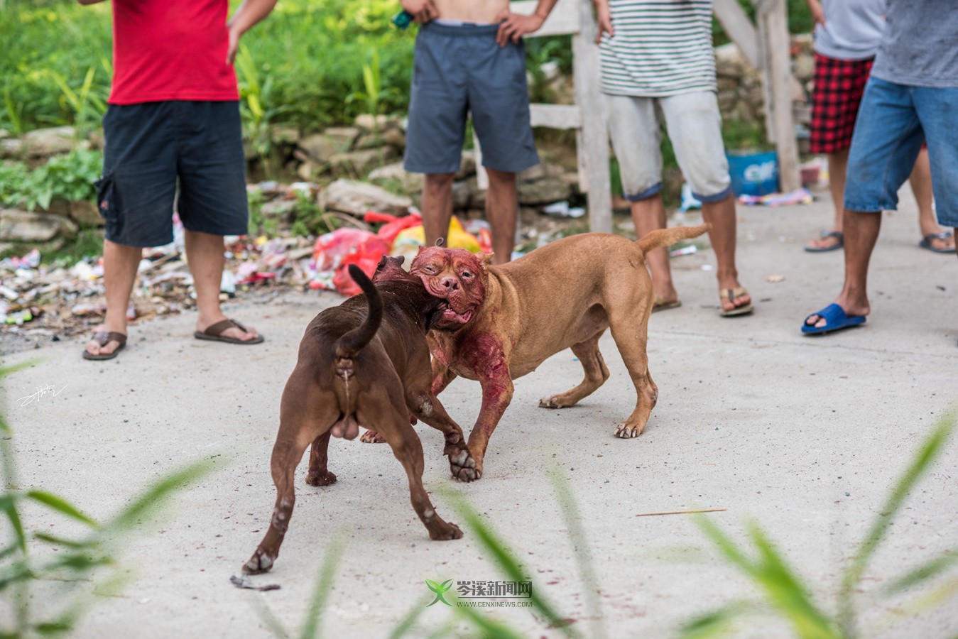 玉林斗狗風(fēng)采，小巷深處的獨特風(fēng)情展