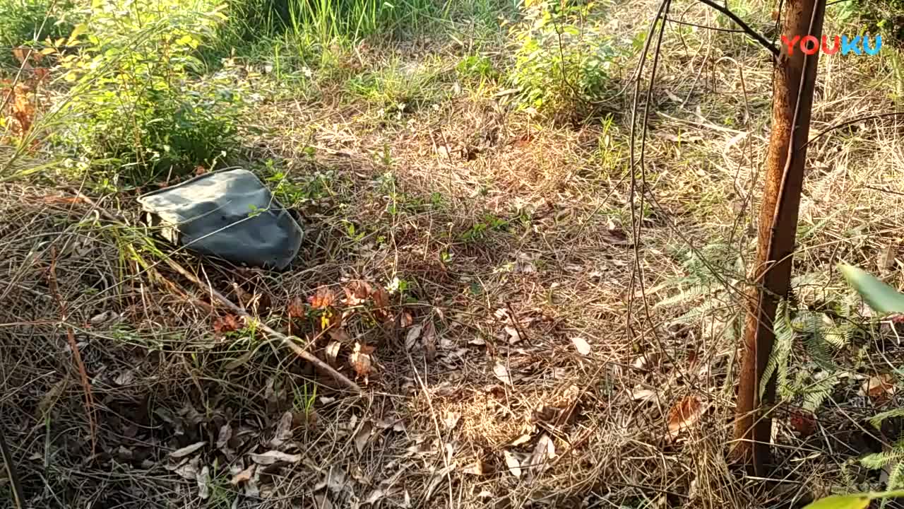 鷓鴣中套最新視頻，領(lǐng)略傳統藝術(shù)魅力的震撼登場(chǎng)！