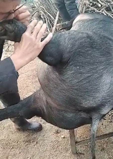 豬圈中的歡樂(lè )時(shí)刻，最新吹豬視頻集錦