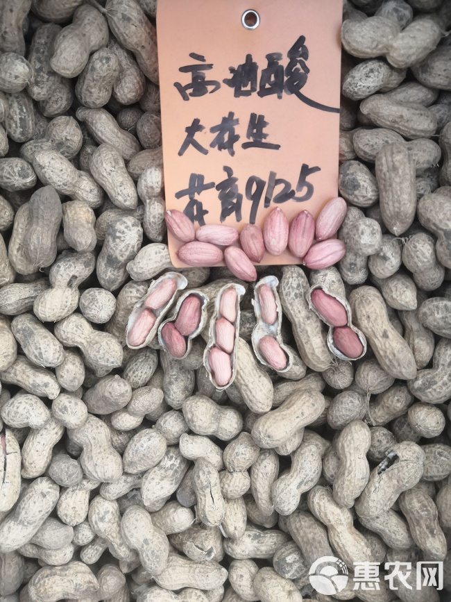 最新花生品種，小巷中的隱秘寶藏發(fā)現