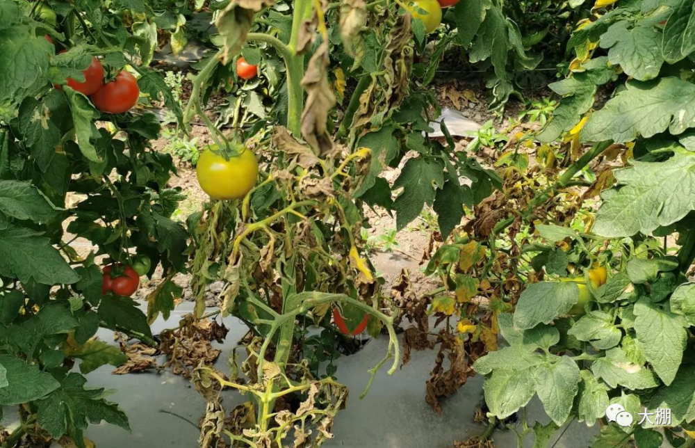 4949正版免費資料大全水果,綜合計劃評估_NNQ47.723習慣版