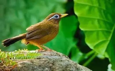 鎮雄房屋最新出售信息，家園變遷與自我成長(cháng)的自信成就