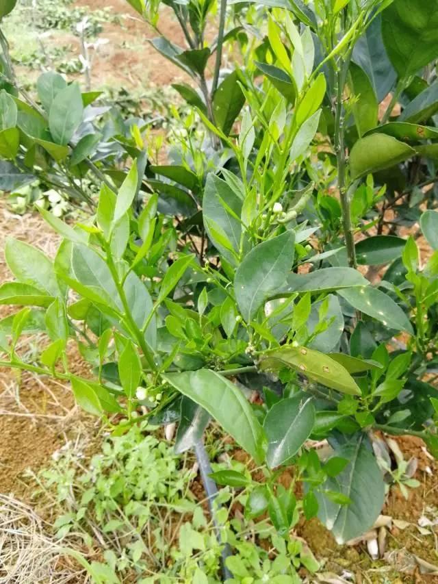 柑橘最新保果技術(shù)，開(kāi)啟探索之旅，勵志無(wú)限可能