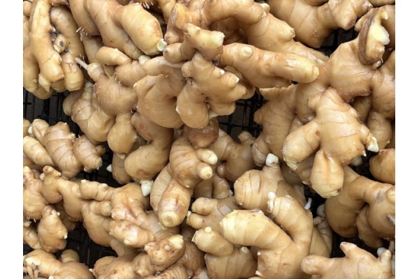 昌邑生姜市場(chǎng)最新價(jià)格指南，全面了解生姜市場(chǎng)行情與價(jià)格動(dòng)態(tài)