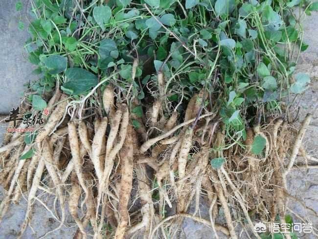 甘肅黨參最新價(jià)格動(dòng)態(tài)，市場(chǎng)走勢與影響因素分析