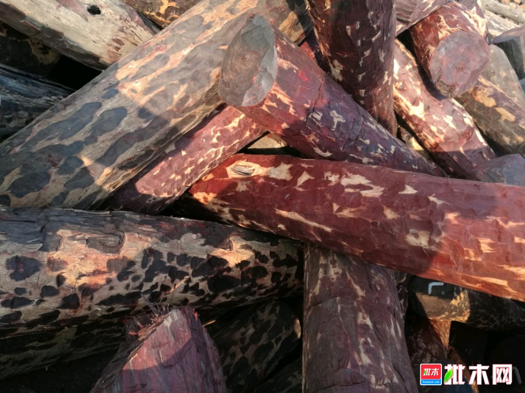 血檀原木最新價(jià)格動(dòng)態(tài)，市場(chǎng)變遷中的學(xué)習精神與自信力量