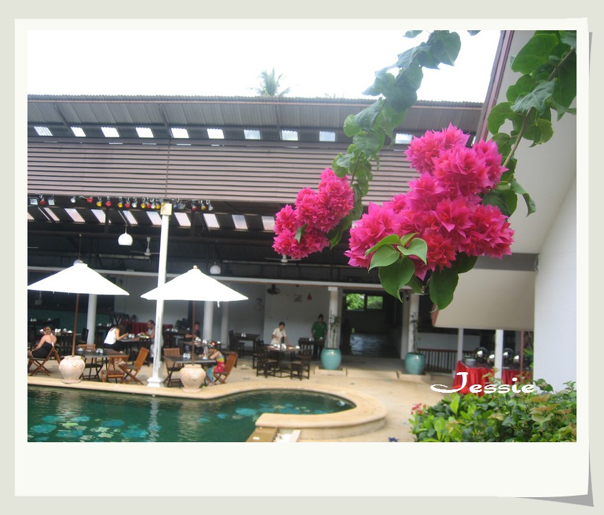 藏花閣最新觀(guān)點(diǎn)闡述與深度解析