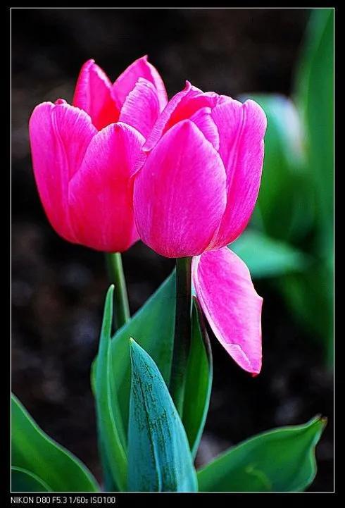 最新郁金香，小巷深處的芬芳馥郁之美