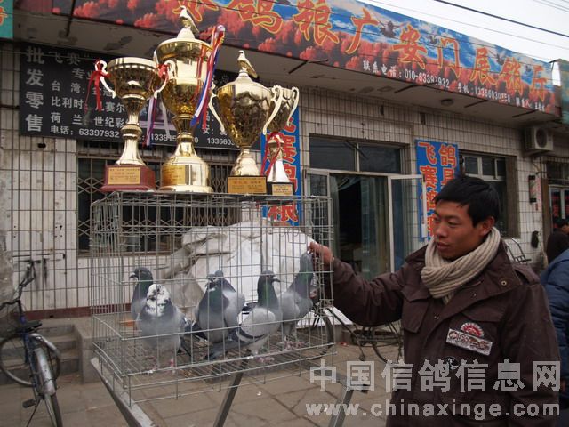 北京鴿市繁榮景象與發(fā)展趨勢揭秘，最新動(dòng)態(tài)與未來(lái)展望