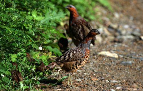 最新竹雞套，傳統與創(chuàng  )新的完美融合