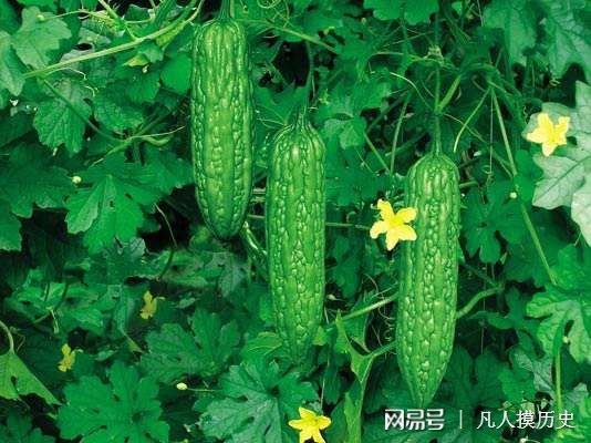 苦瓜最新網(wǎng)站，探索自然美景，尋找內心寧靜的輕松之旅