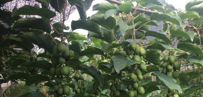 最新型果樹(shù)，小巷中的綠色寶藏與獨特風(fēng)味小店的探索