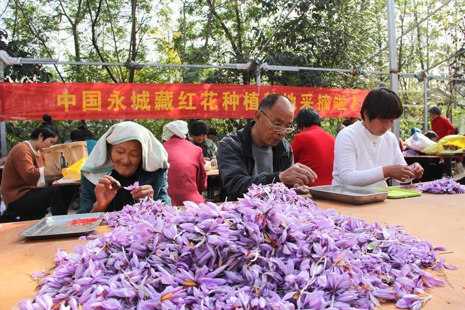 亳州白芷行情深度解析，市場(chǎng)走勢(shì)及行情概覽