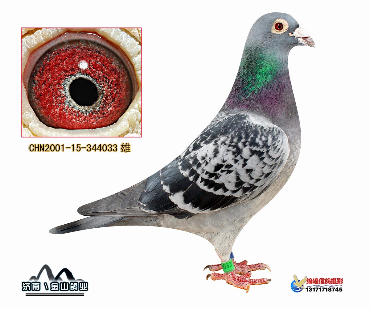 順義信鴿公棚最新通告,順義信鴿公棚最新通告——任務(wù)完成指南