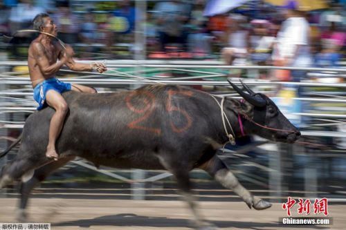 騎水牛比賽，傳統競技的魅力與爭議展現
