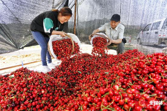山東櫻桃新鮮上市，嘗鮮正當季！