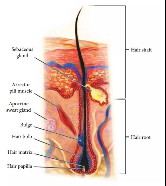 橫紋肌樣瘤最新治療技術(shù)，小巷深處的生命曙光
