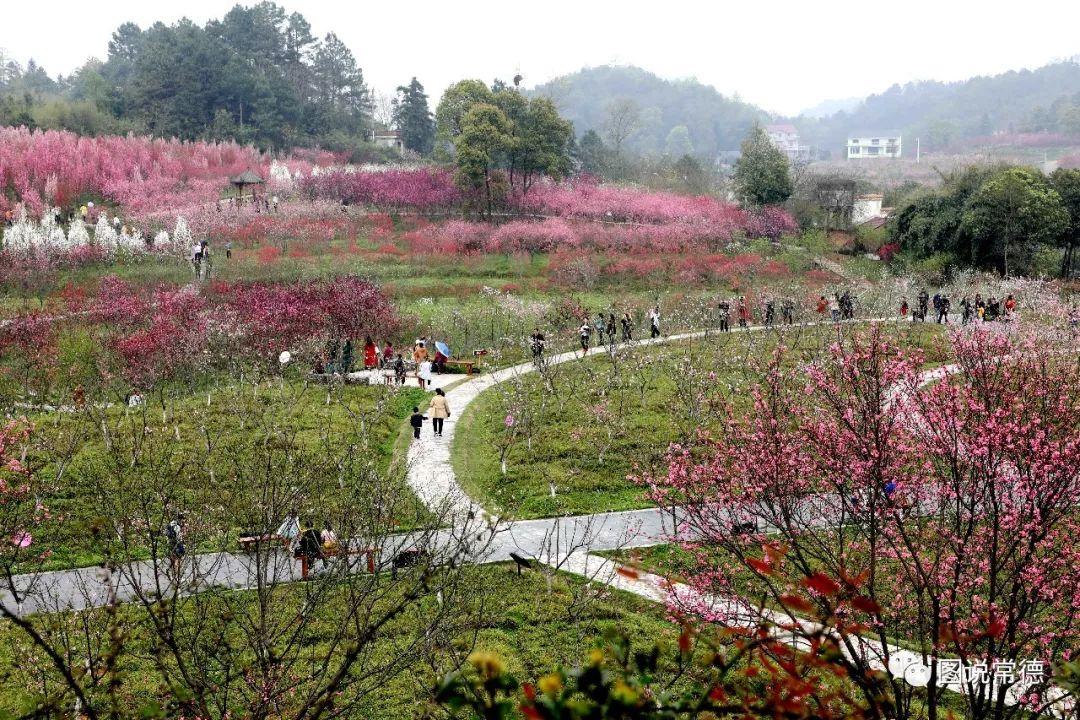 常德最新疫情動(dòng)態(tài)步驟指南，初學(xué)者與進(jìn)階用戶(hù)必讀