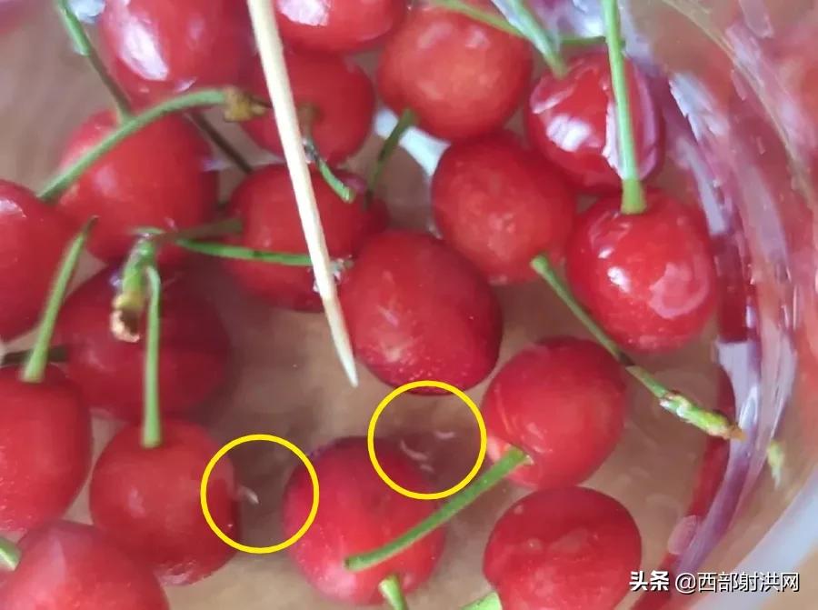 射洪上市公司，小巷深處的獨特風(fēng)味揭秘