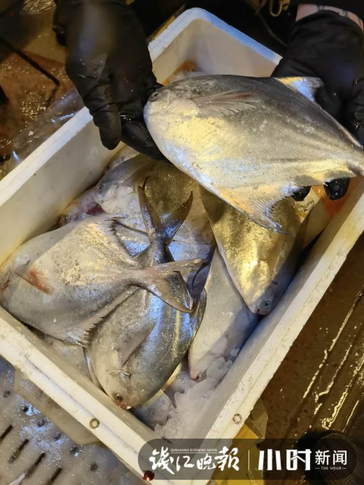 帶魚(yú)行情，一場(chǎng)海鮮盛宴的溫馨之旅