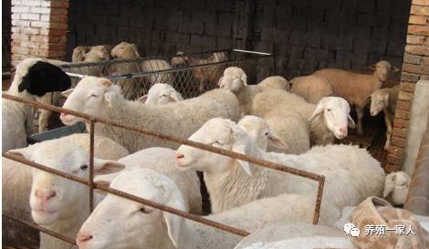 內蒙古活羊價(jià)格指南，如何了解與評估羊只價(jià)值