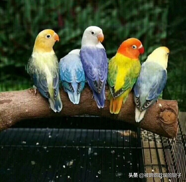 牡丹鸚鵡最新報價(jià)，市場(chǎng)走勢分析與選購指南