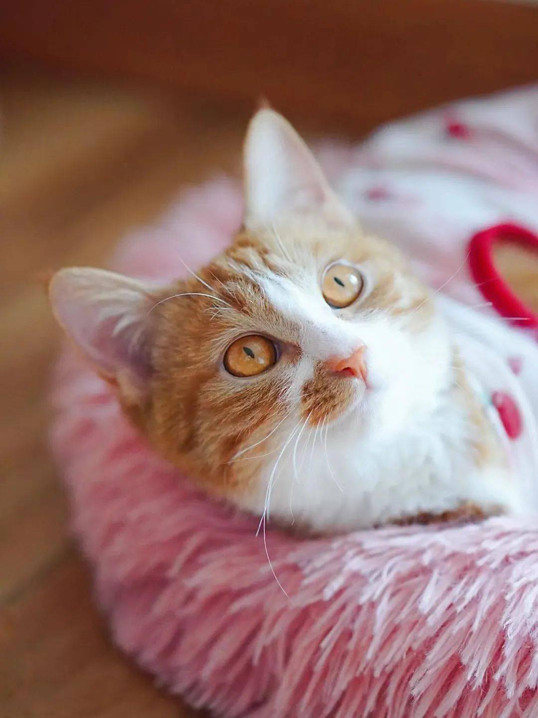 貓咪資訊速遞，探索貓咪的自信成長(cháng)與優(yōu)雅步伐