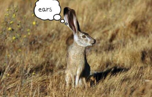 最新夜間捕獵兔子視頻，揭秘夜間捕兔三大要點(diǎn)深度解析