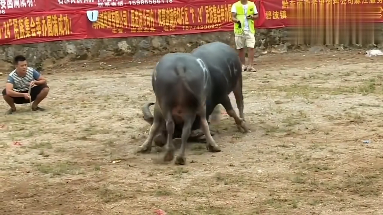 貴州斗牛傳奇篇章，回顧2017年斗牛比賽的精彩瞬間