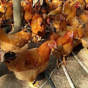 閹雞最新行情，巷弄深處的風(fēng)味秘境探索