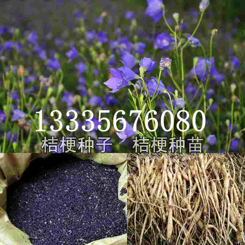 桔梗種子價(jià)格揭秘，成長(cháng)旅程與自信綻放之路