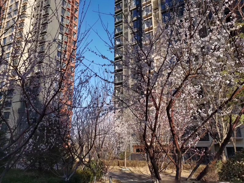 燕郊房?jì)r(jià)動(dòng)態(tài)更新，科技引領(lǐng)房產(chǎn)新紀元，最新資訊速遞