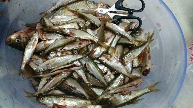 昆明最新野釣地點(diǎn)探索，重拾生活激情與自信的自然之旅