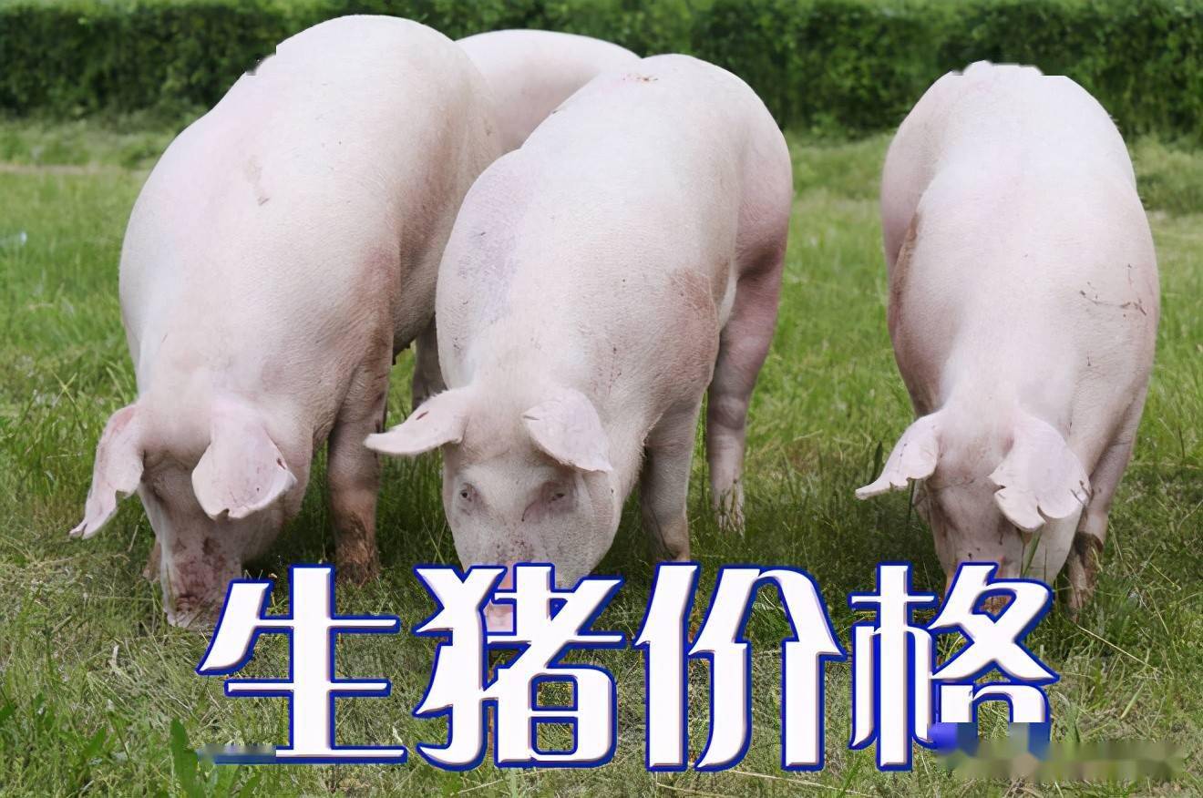 濰坊今日生豬價(jià)格探索，一場(chǎng)綠色之旅尋找內心平靜
