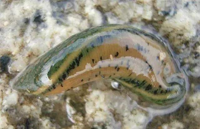 石斑魚(yú)孵化技術(shù)革新詳解，從入門(mén)到精通的孵化指南