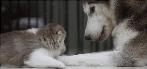 電視劇母子連心，心靈與自然的溫暖之旅