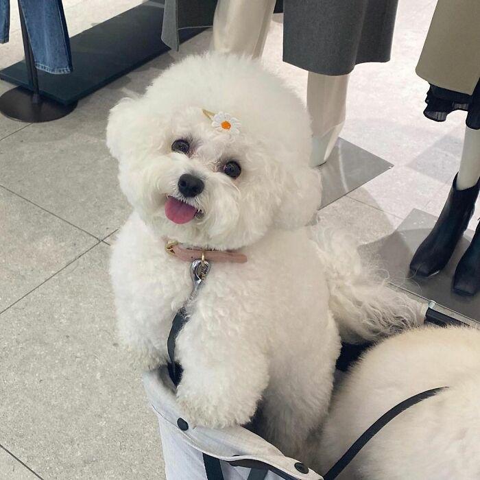 小巷中的寵物奇緣，比熊犬的價(jià)格探秘