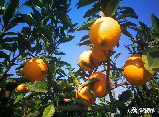 贛州上市公司，閃耀未來(lái)，共創(chuàng  )繁榮時(shí)代！
