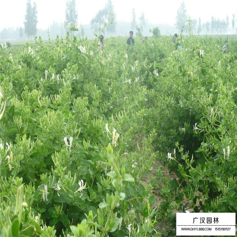 金銀花最新行情與機遇，價(jià)格變動(dòng)中的自信與成就感之源