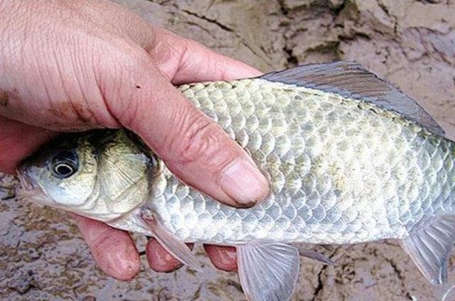 高科技智能魚(yú)探設備引領(lǐng)海洋探索新時(shí)代，最新魚(yú)訊速遞