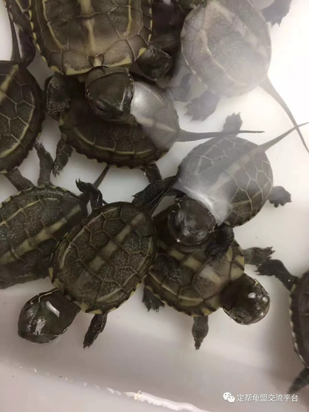 今日龜價(jià)波動(dòng)中的自我價(jià)值實(shí)現與成就感探尋