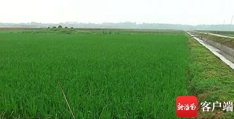 澄邁最新動(dòng)態(tài)，自然美景探索之旅，尋覓內心平和與寧靜的旅程