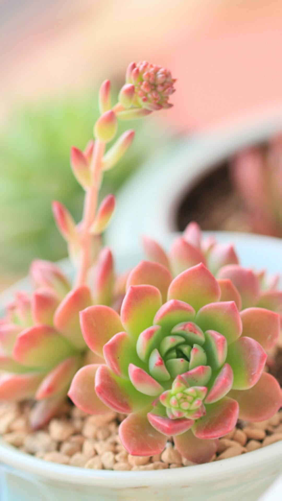 最新多肉植物，獨特的植物美學(xué)觀(guān)點(diǎn)探討