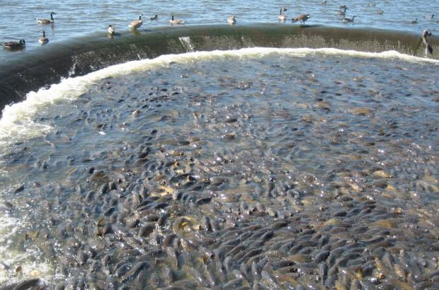 美國鯉魚(yú)成災背后秘密揭秘，鯉魚(yú)泛濫與小巷獨特小店的故事
