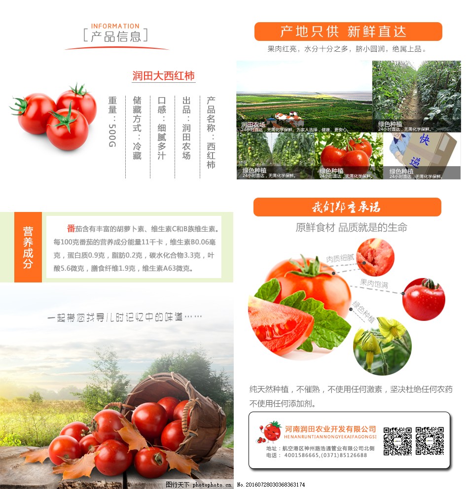 安徽西紅柿產(chǎn)地探秘，自然美景與鮮美西紅柿的邂逅之旅