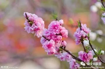 科技巔峰之作桃花開(kāi)啟未來(lái)生活新紀元，最新章節預覽