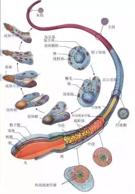 窩精子最新，小巷中的秘密風(fēng)味探索