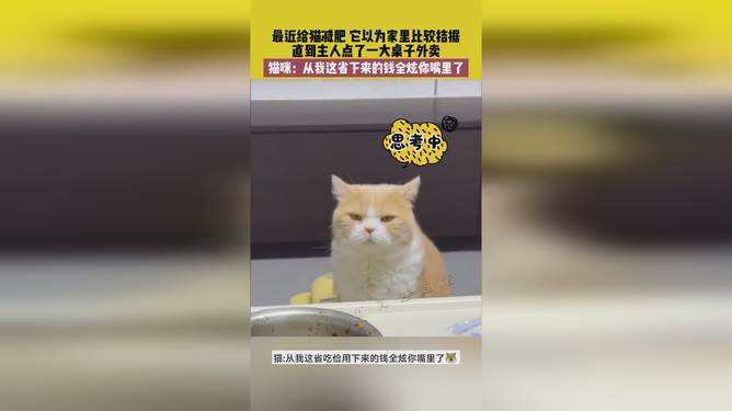 省貓任務(wù)輕松完成指南，最新技能學(xué)習與任務(wù)執行詳細步驟
